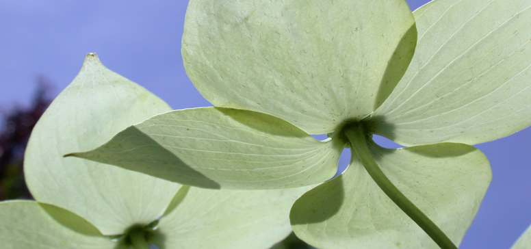 <b>Das Einfache hat einen langen Weg zurückgelegt, ehe es einfach wurde. (Philipp Luidl)