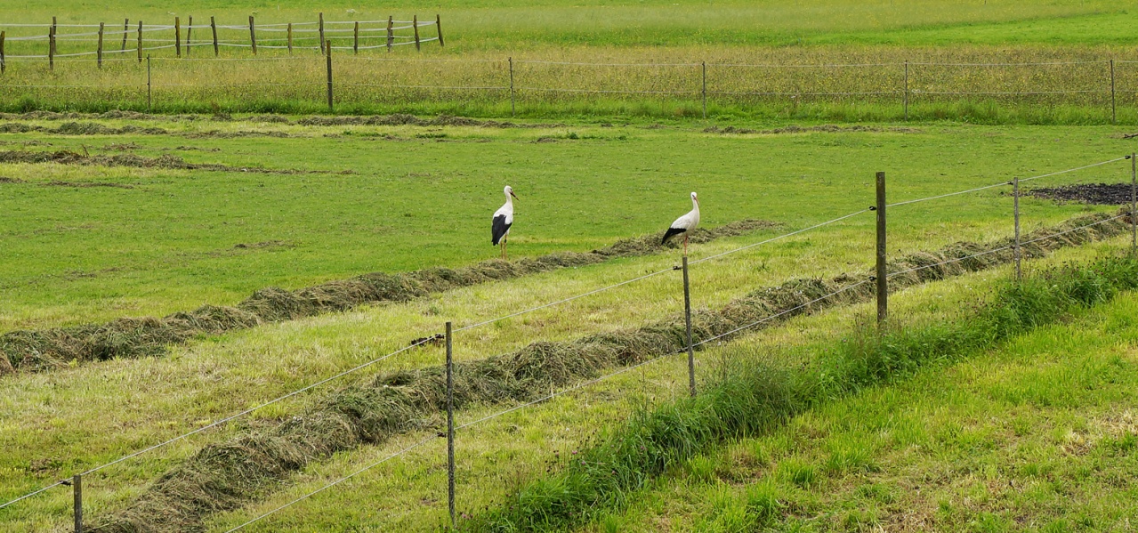 Unsere Störche