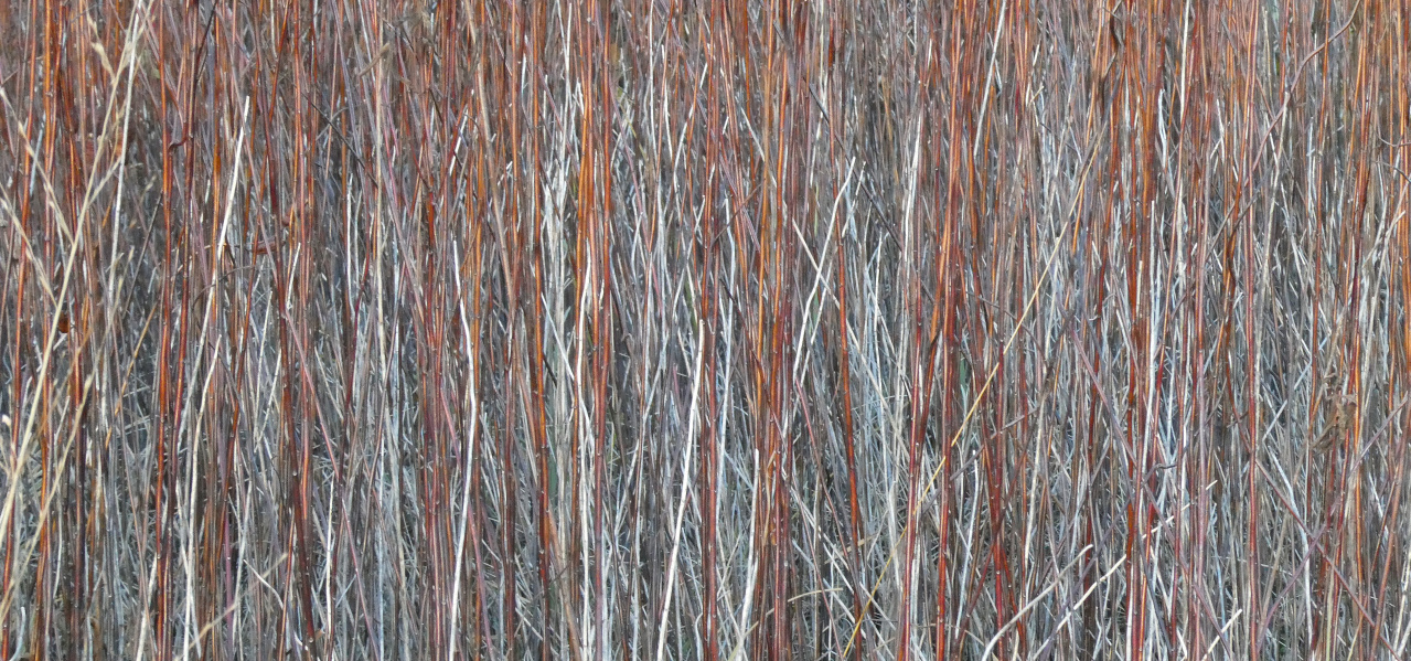 Unbearbeitetes Bild von Streue (Rietgras), 2020